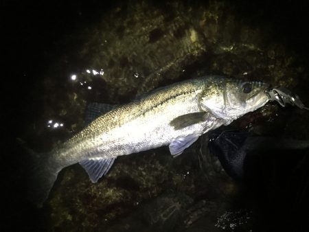 連日ナイトシーバス