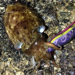 土砂降りエギング。