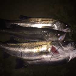 ランカーシーバス捕獲！