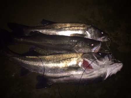 ランカーシーバス捕獲！