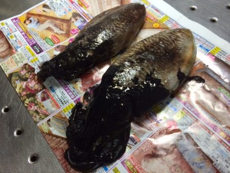 コウイカのみ・・・