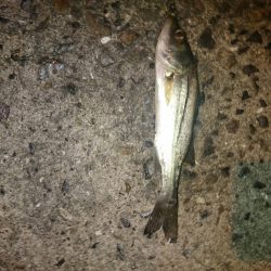 アオリイカ後チーバス