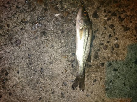 アオリイカ後チーバス