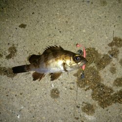 タケノコ掘り。