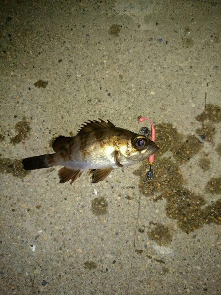 タケノコ掘り。