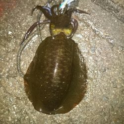 タケノコ後アオリ