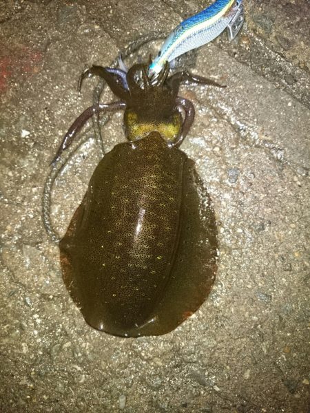 タケノコ後アオリ