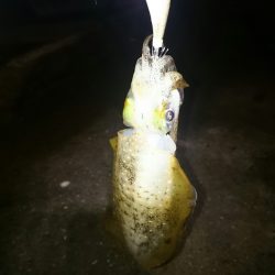 アジ後アオリイカ