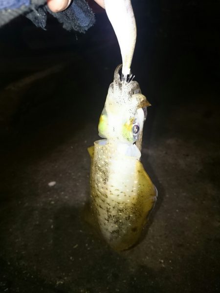 アジ後アオリイカ