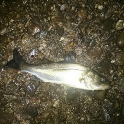 アオリイカ後チーバス