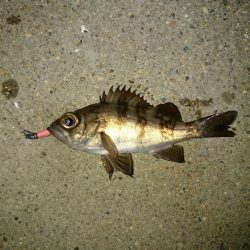 アジがいない。