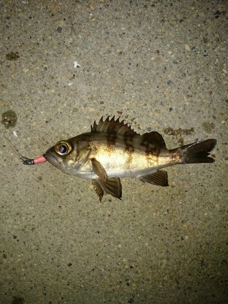 アジがいない。