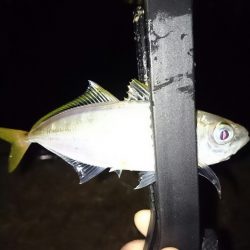 アオリイカ後アジ