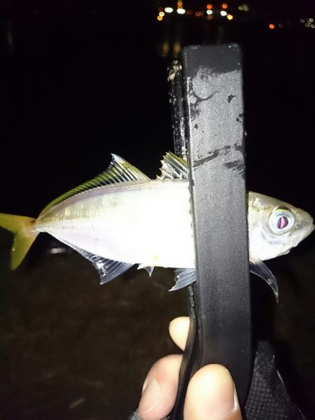 アオリイカ後アジ