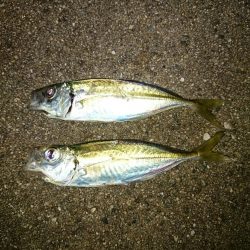 ロック&アジング