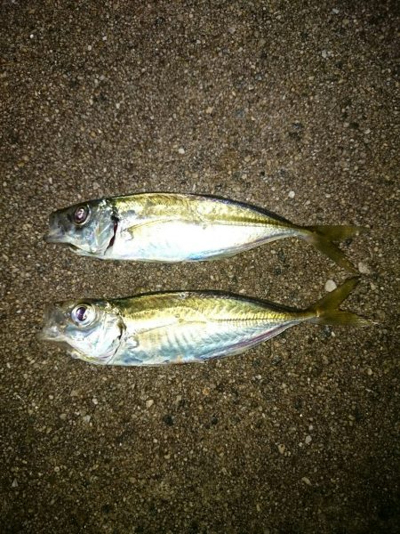 ロック&アジング