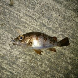 風に悩まされ。