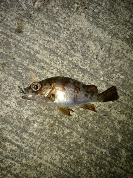 風に悩まされ。