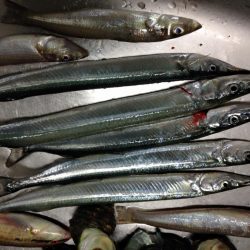 さよりがきた！