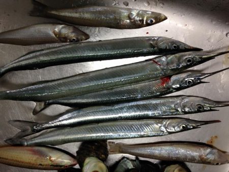 さよりがきた！