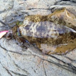 シャロー場エギング