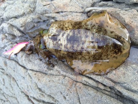 シャロー場エギング