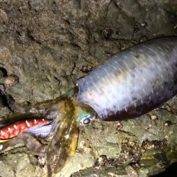 ようやくキロアップ！