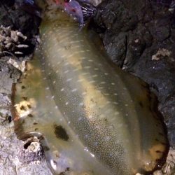 朝まずめエギング