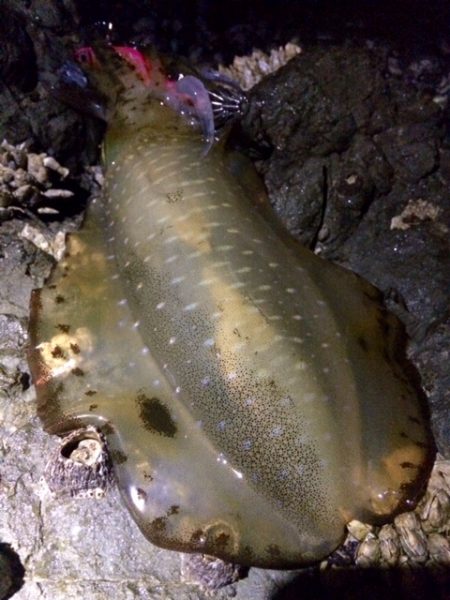 朝まずめエギング