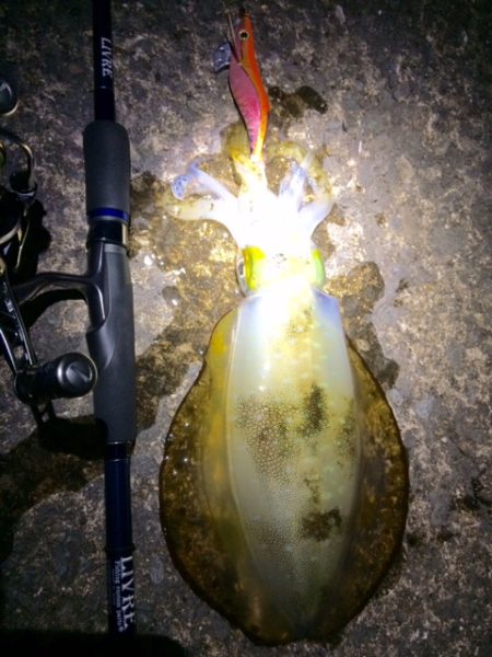 まぁまぁサイズ♪