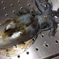 そこそこサイズ