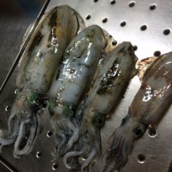 釣るまで帰らん