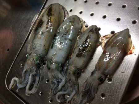 釣るまで帰らん