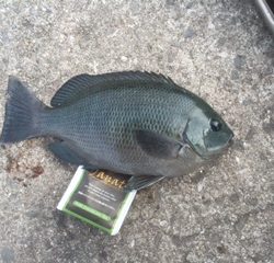 ベタベタの海でした