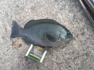 ベタベタの海でした