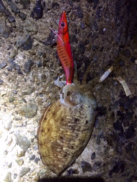 久々の泉南で～～