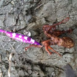 アオリは何処へ