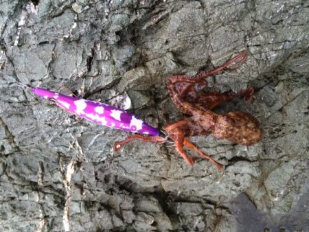 アオリは何処へ