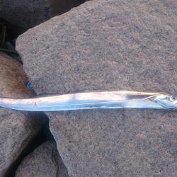 昼間のタチウオ