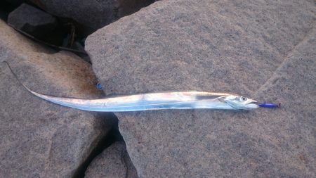 昼間のタチウオ