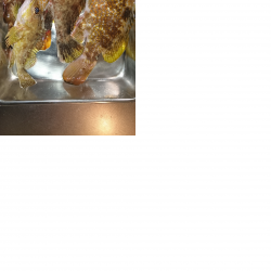 ロックフィッシュ