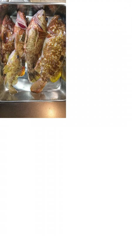 ロックフィッシュ