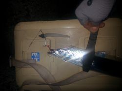 NO37-HIROKI様より【マナティー＆ZZヘッド 】のモニターレポート