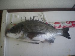 姫路市立遊魚センター　探り釣りでチヌ、ガシラほか