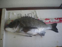 姫路市立遊魚センター　探り釣りでチヌ、ガシ…