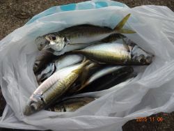 【6日】大阪南港海釣り公園サビキ釣果