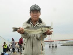 尼崎市立魚つり公園 エビ撒きでスズキ、ハネクラスが食い上昇中