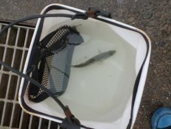 大阪南港海釣り公園 ベラ、チヌ、セイゴ