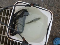 大阪南港海釣り公園　ベラ、チヌ、セイゴ