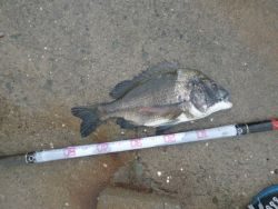 大阪南港海釣り公園 ベラ、チヌ、セイゴ